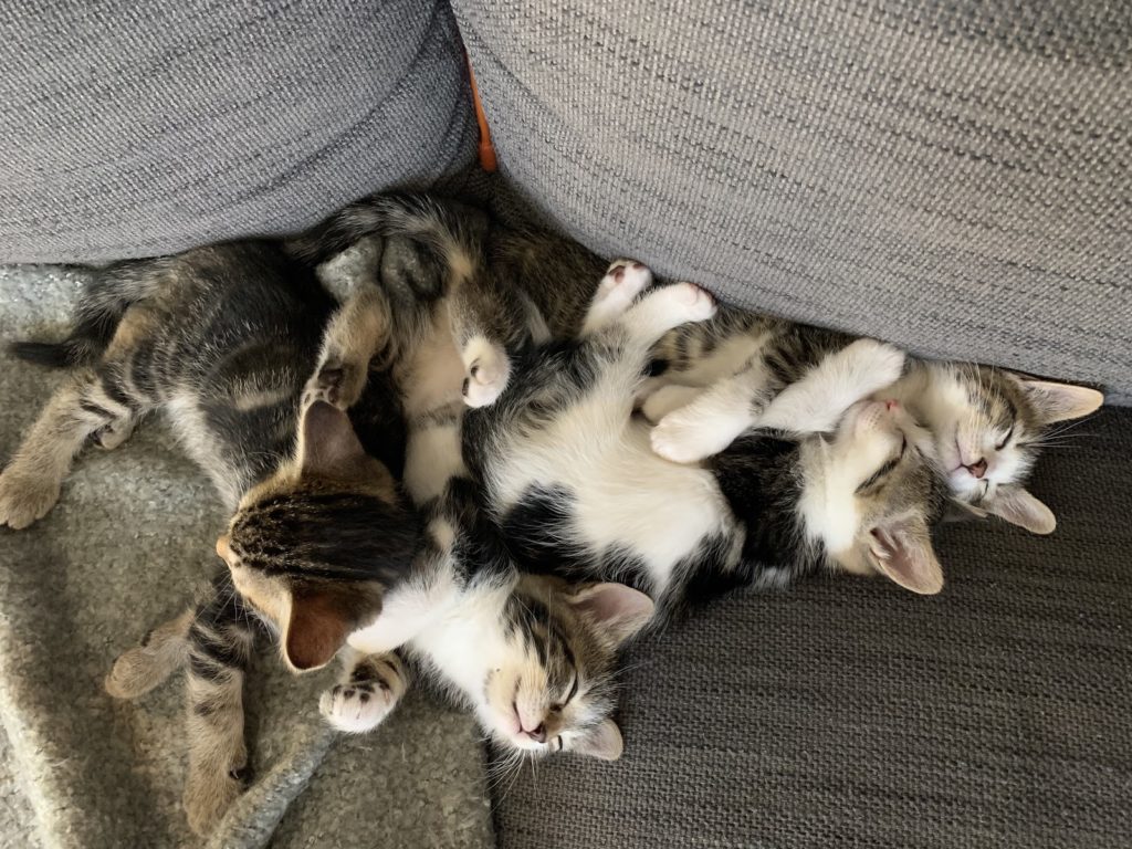 Lindsay’s foster kittens, Gustavo, Graham, Greta, and Gertrude